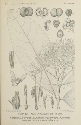 Ixora grandifolia