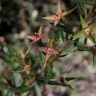 Ludwigia nervosa