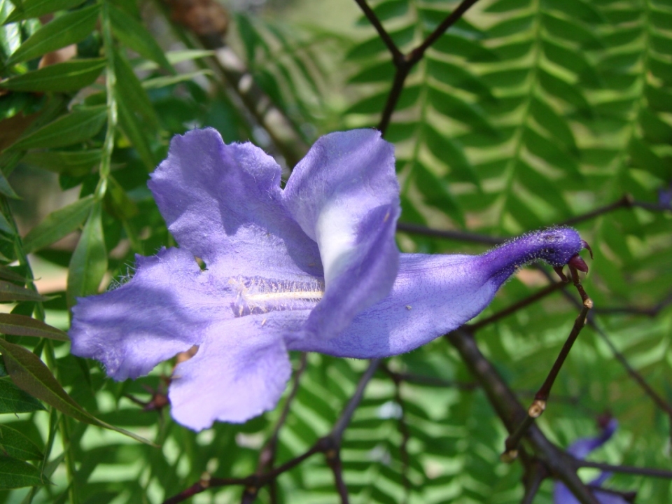 Jacaranda cuspidifolia