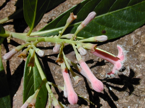 Cinchona calisaya