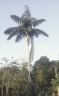 Oenocarpus bataua