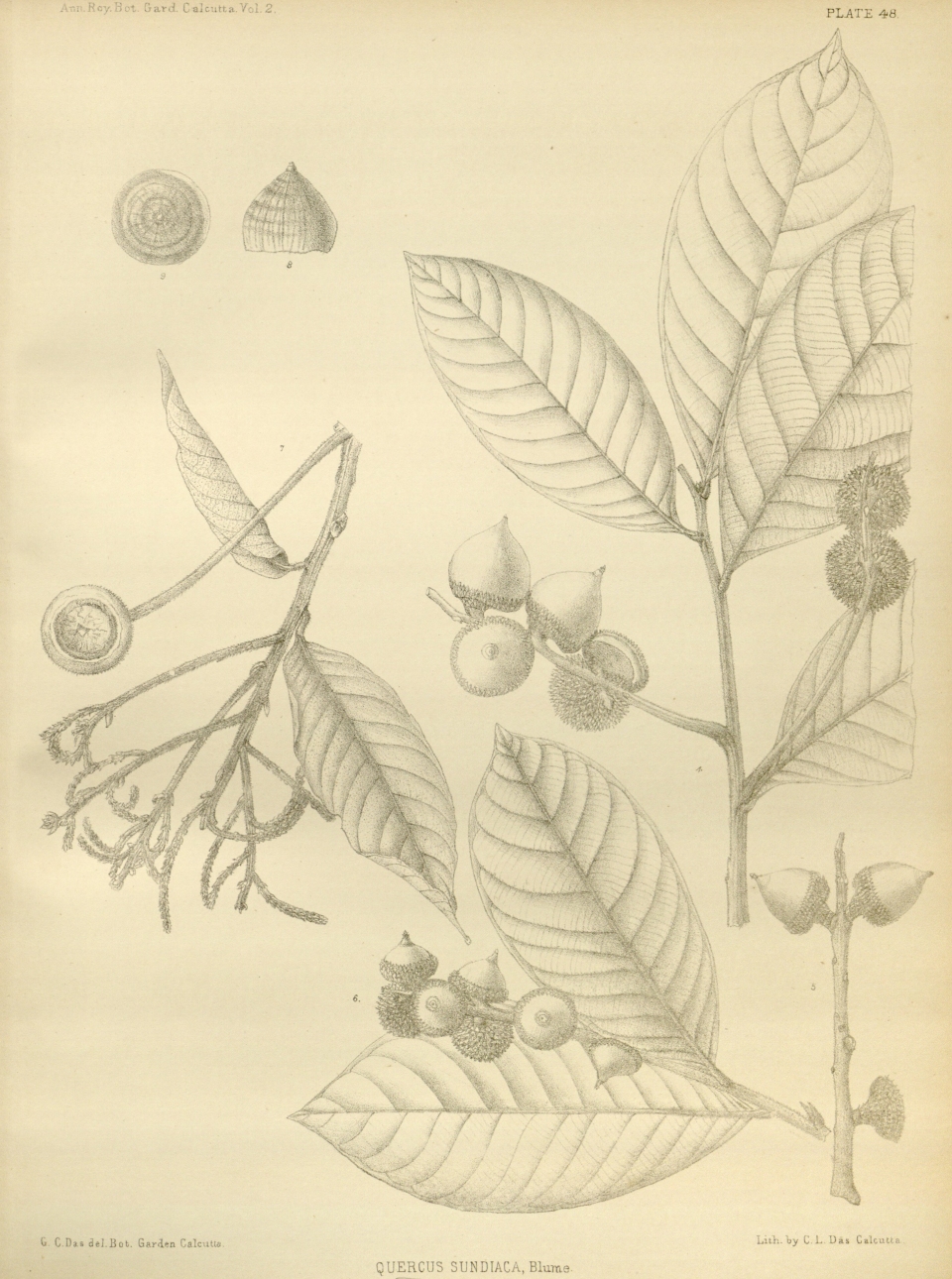 Lithocarpus sundaicus
