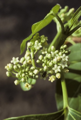 Marsdenia verrucosa