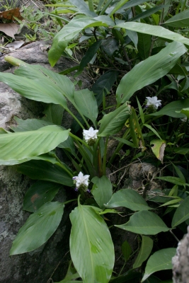 Curcuma parviflora