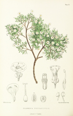 Frankenia portulacifolia