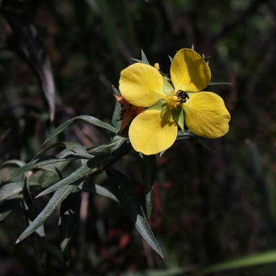 Ludwigia nervosa