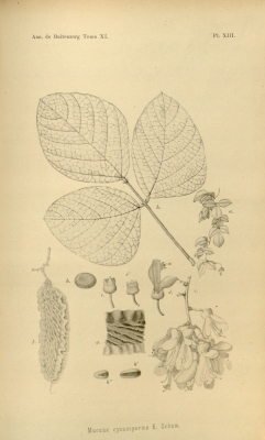 Mucuna mollissima