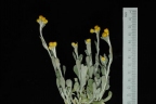 Chrysocephalum apiculatum