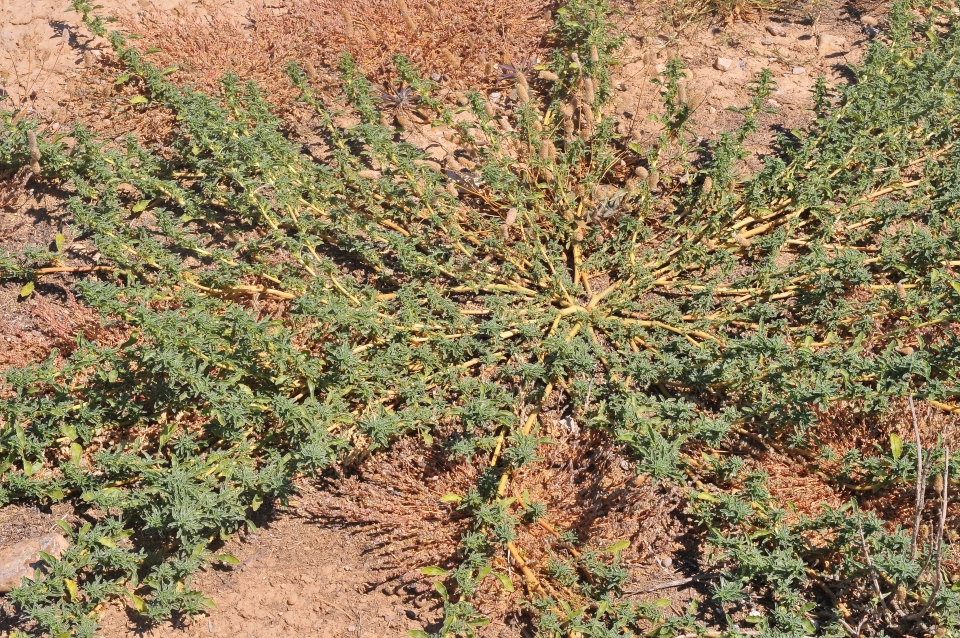 Amaranthus blitoides