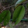 Bauhinia ungulata