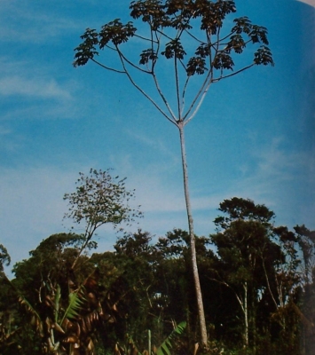 Cecropia pachystachya