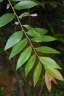 Glochidion acuminatum