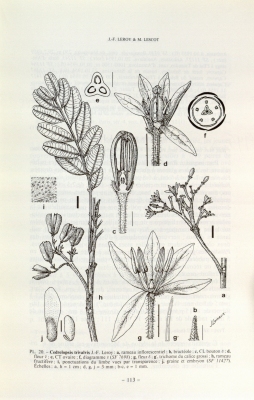 Cedrelopsis trivalvis