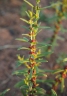 Ammannia multiflora