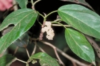 Dendrocnide photinophylla