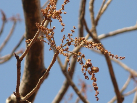 Lannea coromandelica