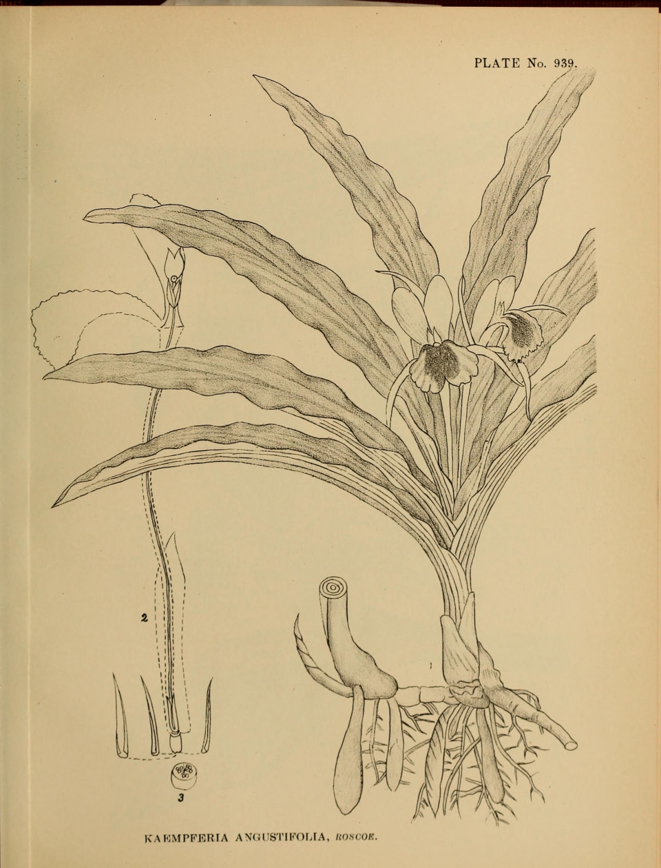 Kaempferia angustifolia