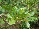 Melicope triphylla
