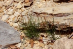 Equisetum bogotense