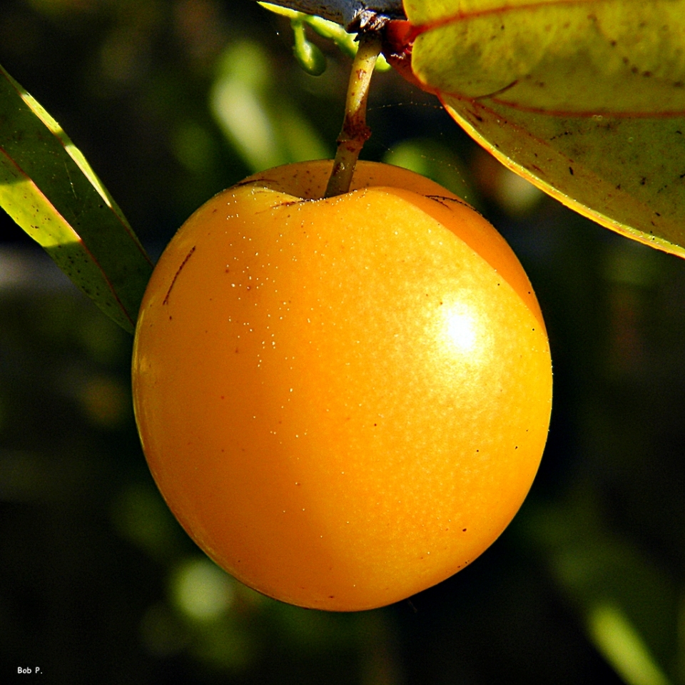 Ximenia americana