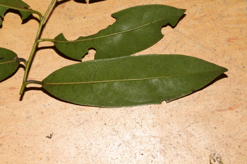 Diospyros lanceifolia