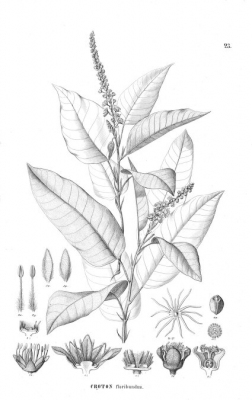 Croton floribundus