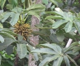 Cecropia sciadophylla