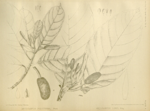 Artocarpus lowii