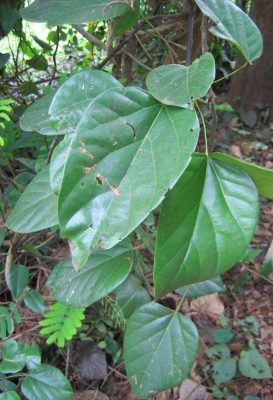 Anamirta cocculus