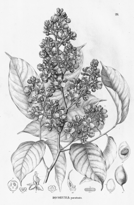 Dicorynia paraensis