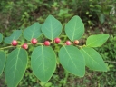Breynia vitis-idaea