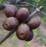 Coffea racemosa