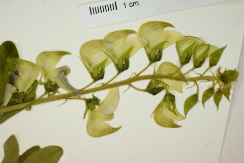 Crotalaria cajanifolia