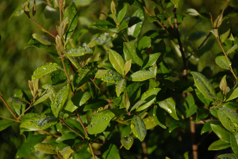 Litsea rotundifolia