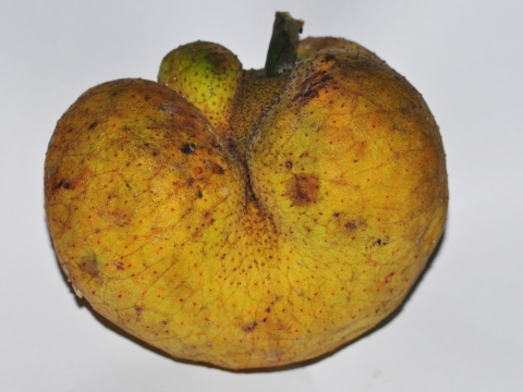 Artocarpus lacucha