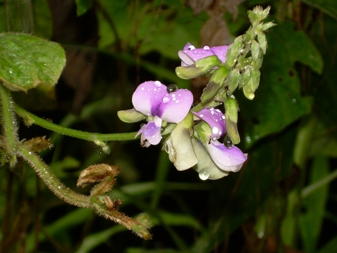 Pueraria phaseoloides
