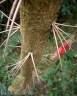 Dasyphyllum tomentosum