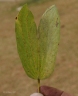 Bauhinia purpurea