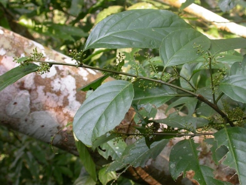 Ardisia pterocaulis