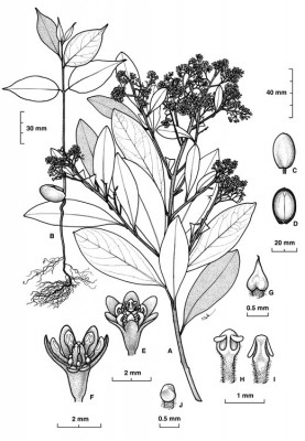 Cryptocarya angulata