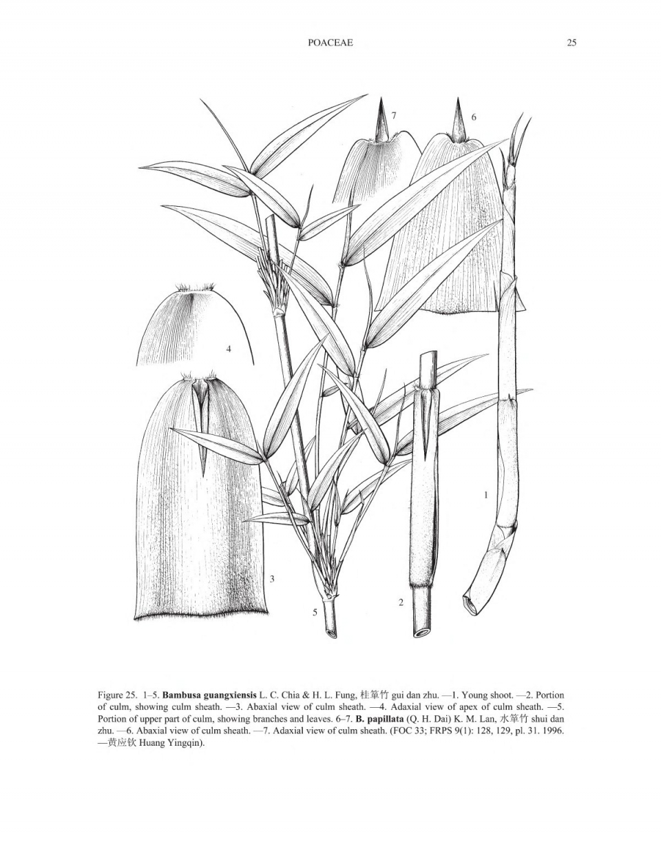 Bambusa guangxiensis