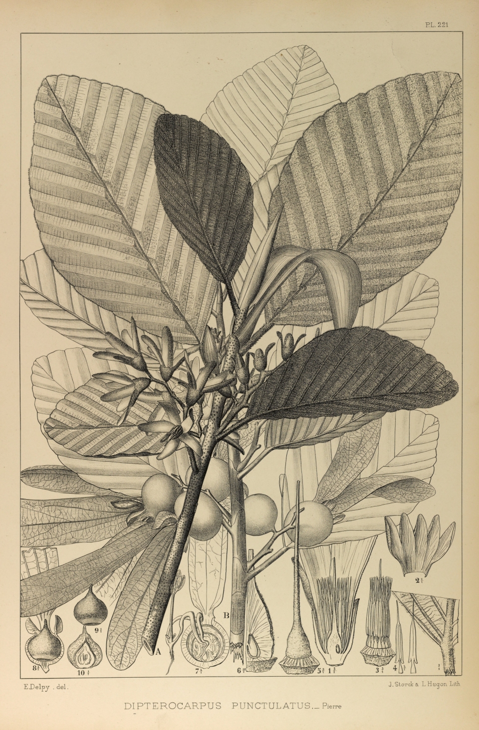 Dipterocarpus obtusifolius