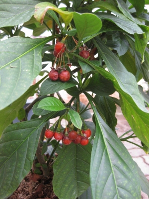 Solanum spirale