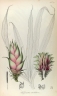 Freycinetia funicularis