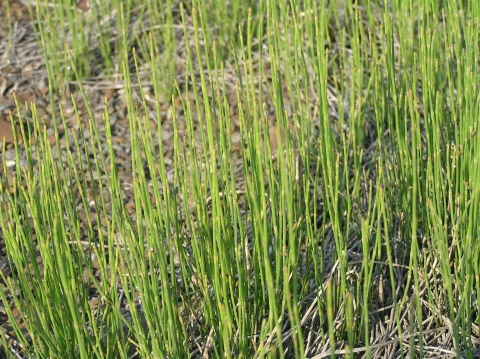 Equisetum ramosissimum