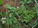 Jasminum auriculatum