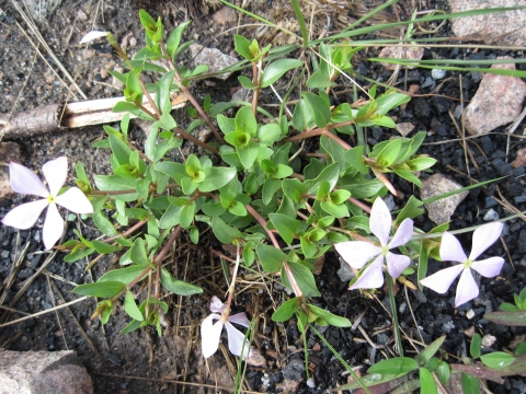 Catharanthus lanceus