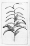 Freycinetia funicularis