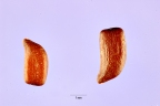 Chamaecrista diphylla