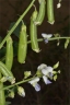 Crotalaria verrucosa